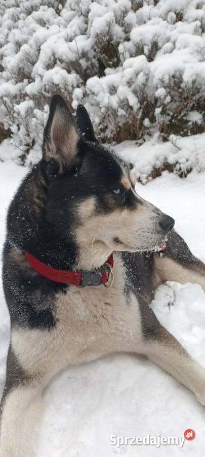 Krycie Huskim Zaplace 200PLN Koszalin