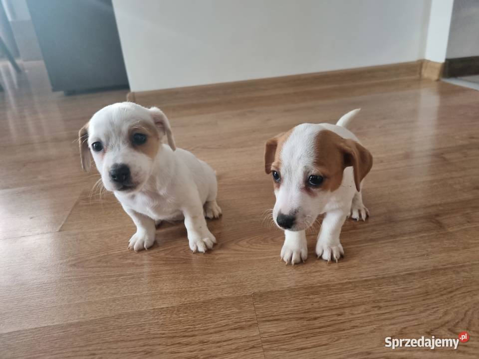 ŚLICZNE SUNIE Jack Russell Terrier Stary Broniszew