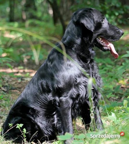 szczenięta flat coated retriever zapowiedź miotu śląskie Orzesze