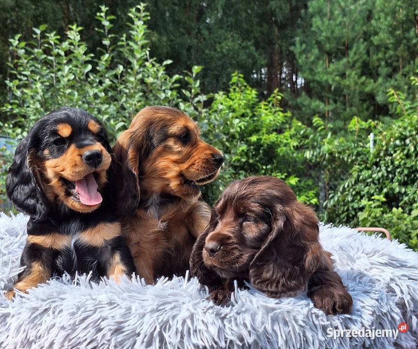 Cocker spaniel angielski Włocławek sprzedam