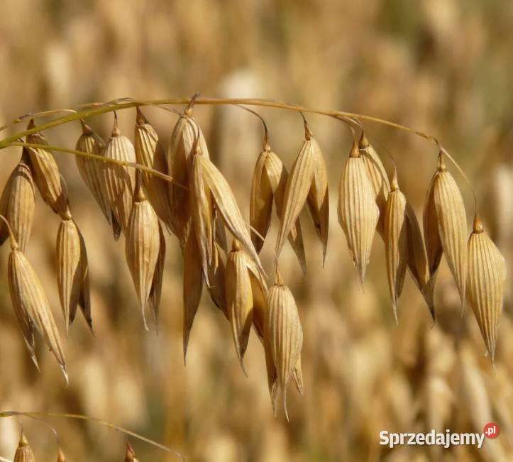 Owies jary Malopolska Hodowla Roślin Kalisz