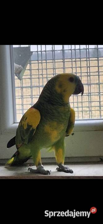 Papuga Amazonka Xanthopteryx Ptaki Kęty