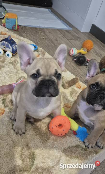 Buldog francuski szczeniaczki Czyżeminek