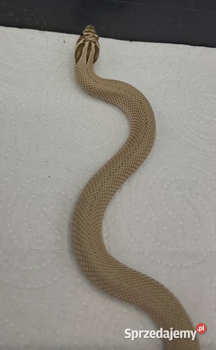 Heterodon zachodni Bytom