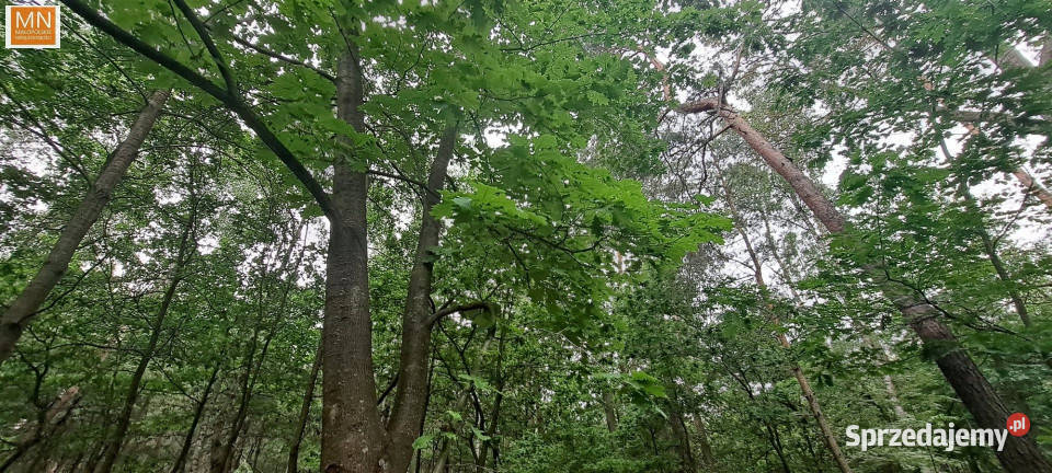 Działka Borzęcin 28900m2 180m