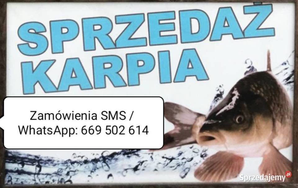 Karp sprzedaż Wrocław dolnośląskie