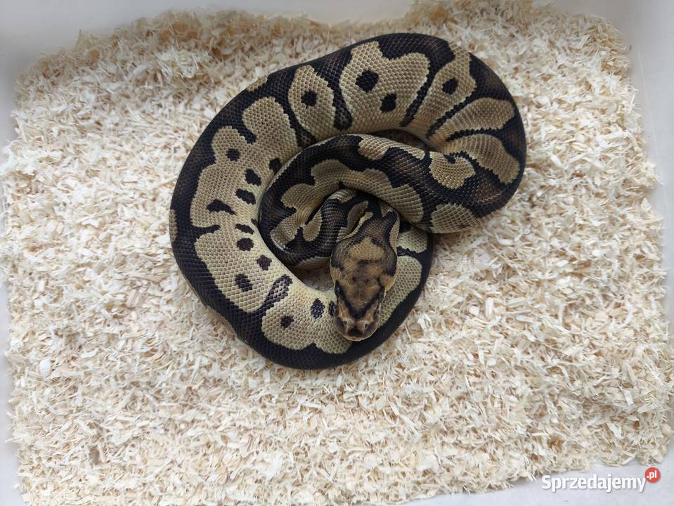 Pyton królewski samiec 221 Gady i płazy wielkopolskie Boruja Kościelna sprzedam