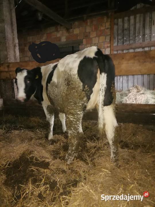 Jałówka cielna podlaskie