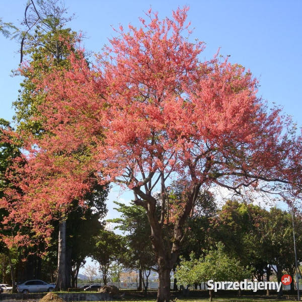 CASSIA GRANDIS Cassia grandis NASIONA 200 sztuk sprzedam