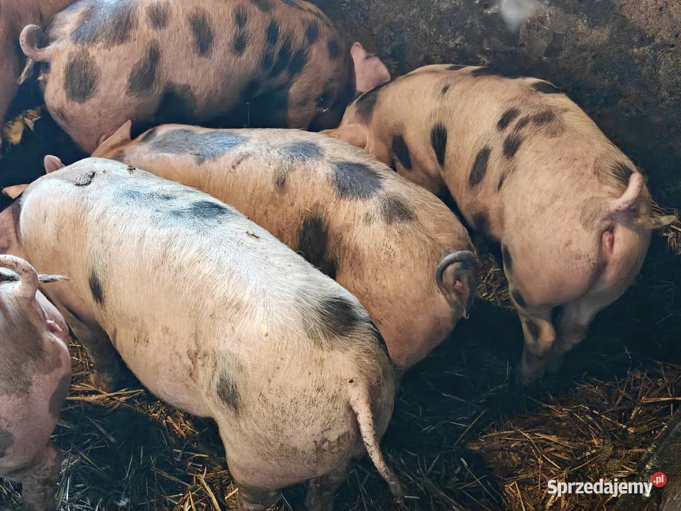 Prosiak prosięta świnia Puławy