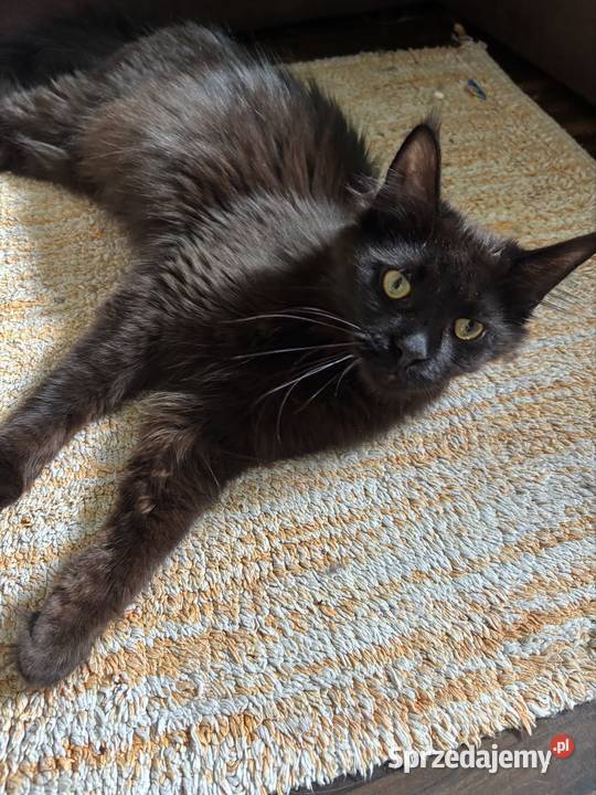 Maine coon kotki i kocurki Kielce