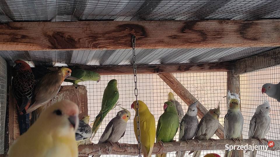Aleksandretty i inne papugi łódzkie Laski