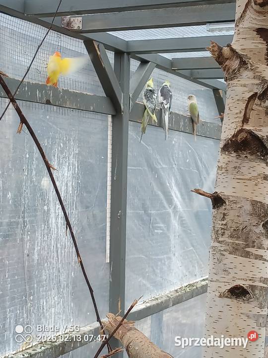 mam na sprzedaż nimfy różne mutacje Żabnica sprzedam