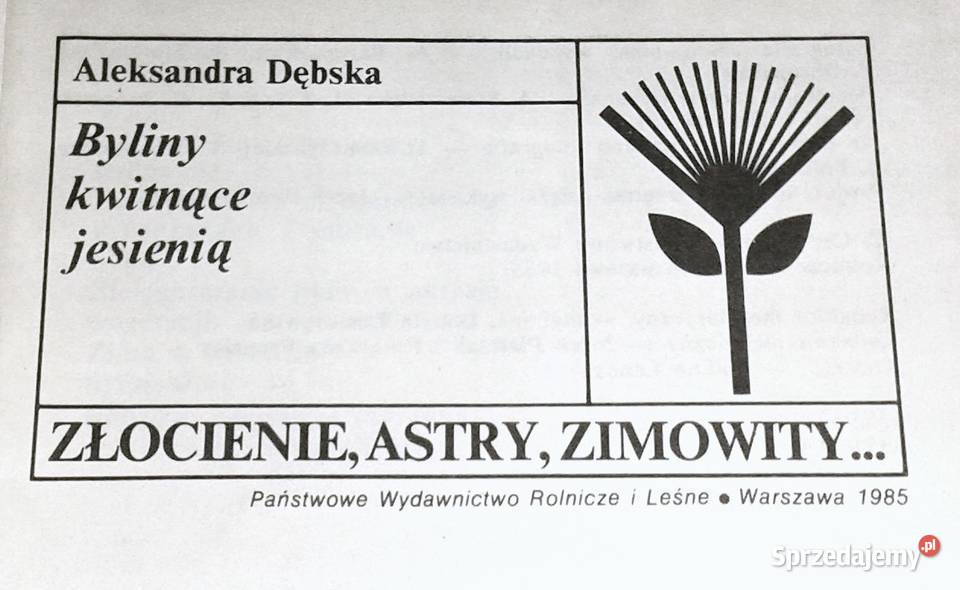 Byliny kwitnące jesienią Złocienie Astry A lubelskie Chełm