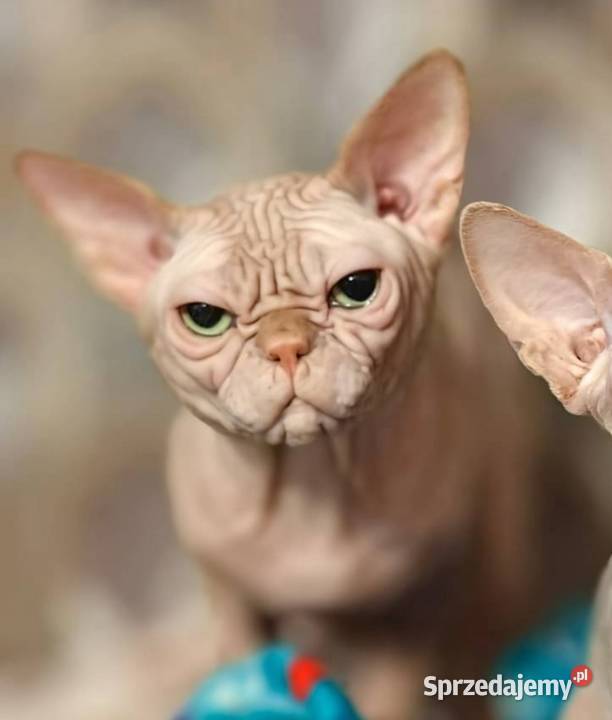 Budys 3l gumowy spokojny kocurek szuka mamci