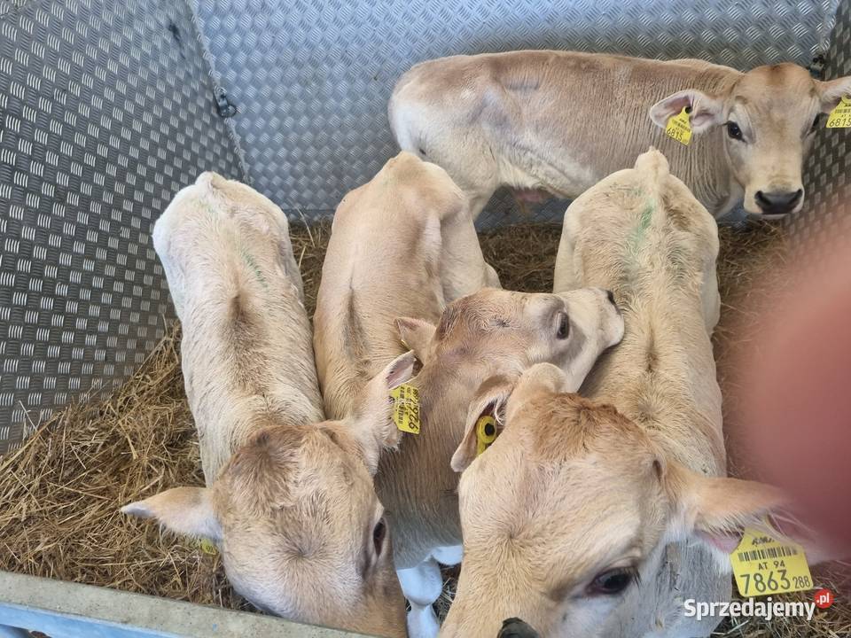 Sprzedaż cieląt mięsnych I mieszańcy Radom