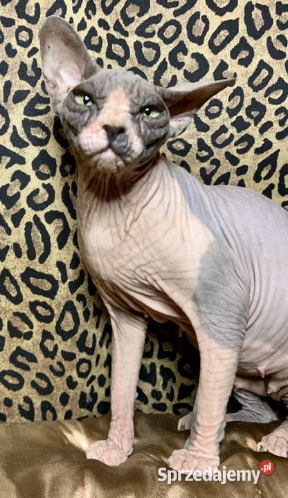 Sphynx Sfinks Likwidacja hodowli dorosle Kotełki mazowieckie Warszawa sprzedam