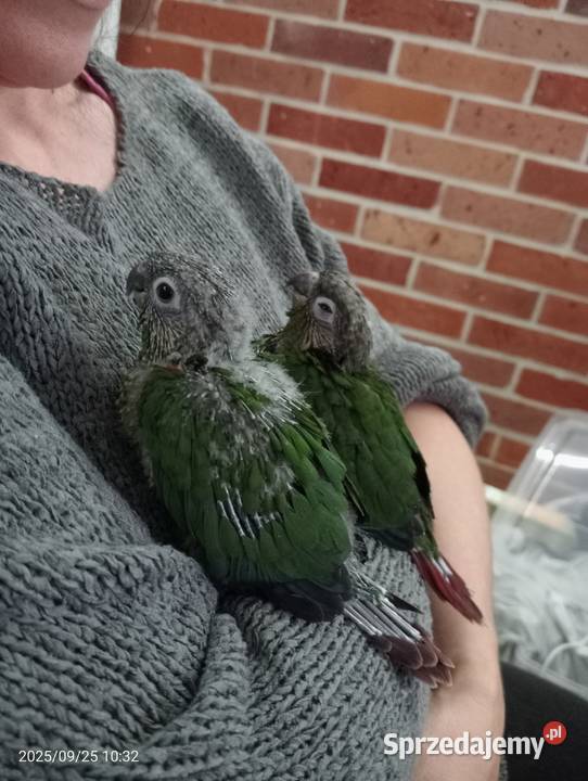 Dwa młode ręcznie odkarmione samczyki sprzedam