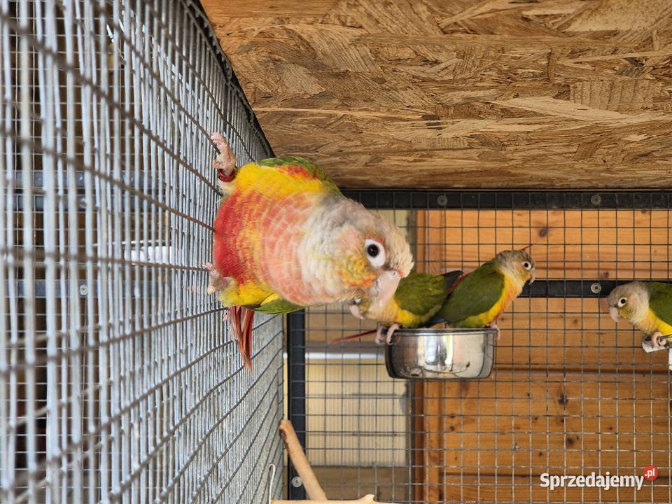 Rudosterka zielonolica Rudosterki zielonolice Buków