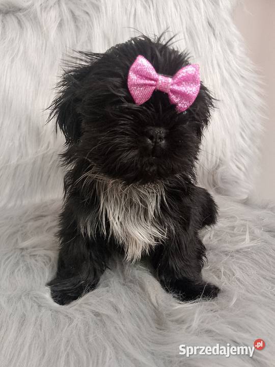 Suczka rasy ShihTzu Namysłów