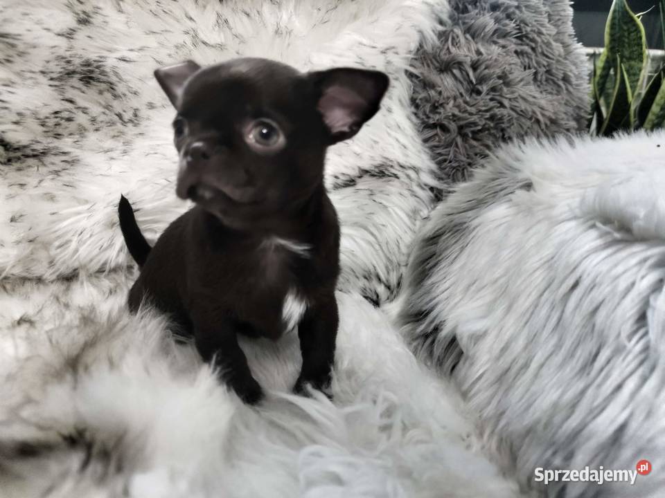 Chłopcy chihuahua gotowi do odbioru piękne wielkopolskie Ciszkowo