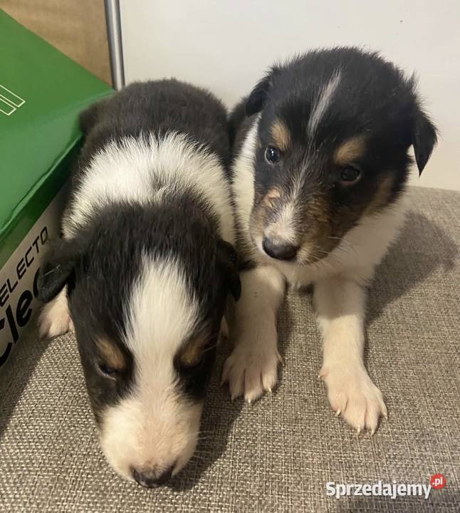 Szczeniaczki Owczarek szkocki Collie Iława sprzedam