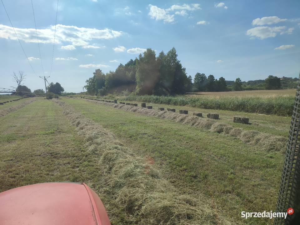 Siano łąkowe kostka Dąbrówka Nowa