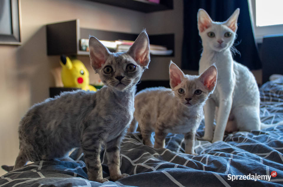 Kotka Devon Rex Queenie niebieska pręgowana FIFe Poznań