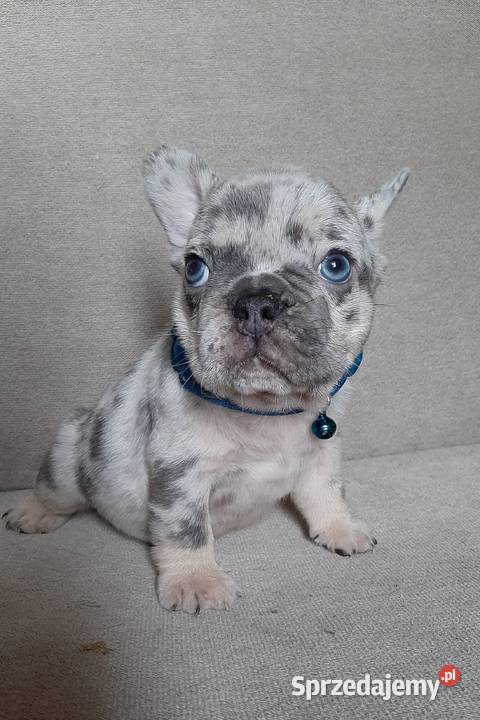 Buldog francuski szczeniaczki Lutomiersk