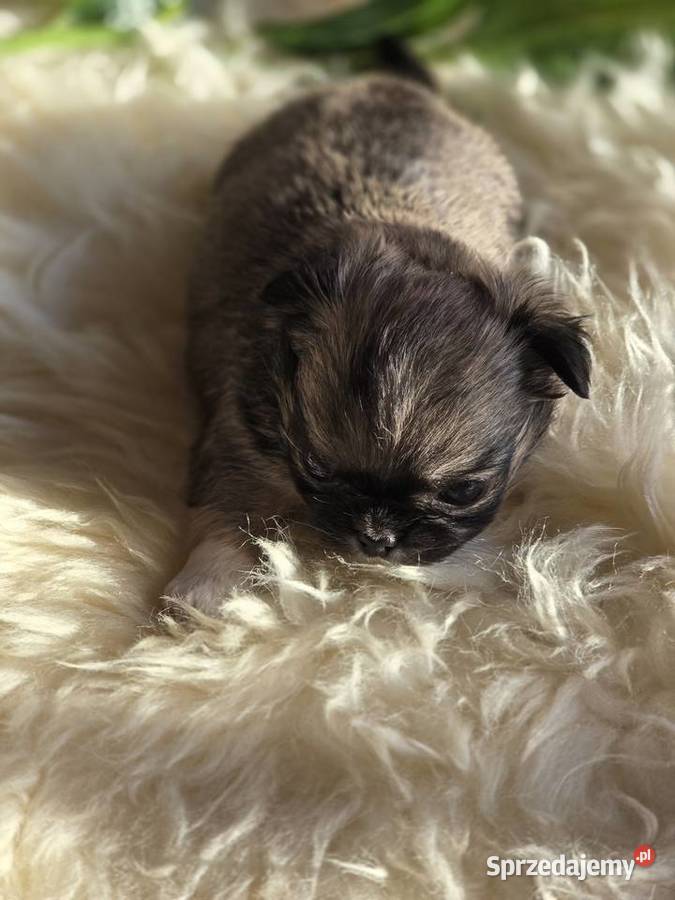 Chihuahua Sobolowy Mini Xxs Bielsko-Biała