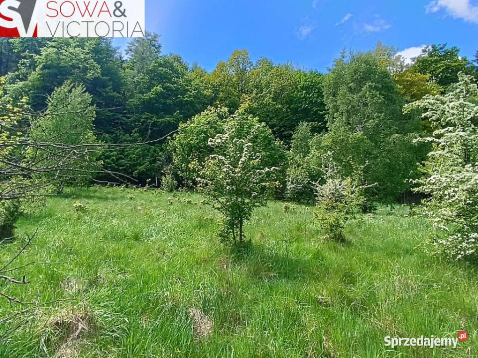 Widok na góry piękny drzewostan lesie dolnośląskie Jedlina-Zdrój