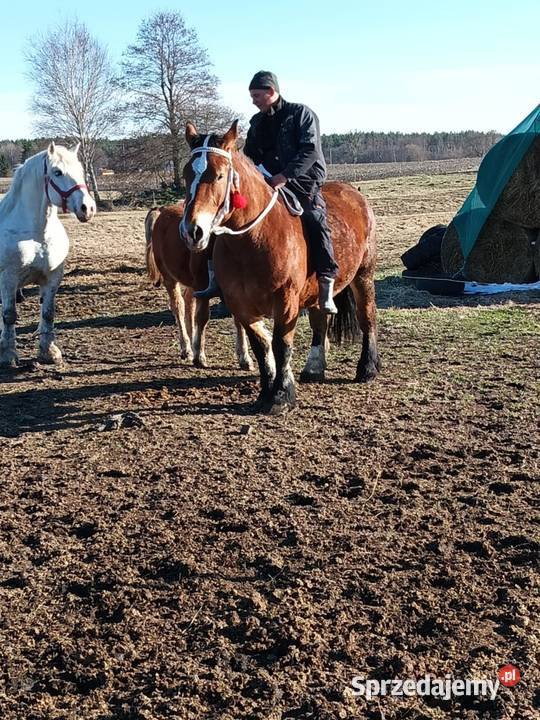 Sprzedam klacz Arden Szwedzki Konie Dorohusk sprzedam