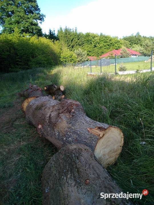 dąb tarczany Głogów