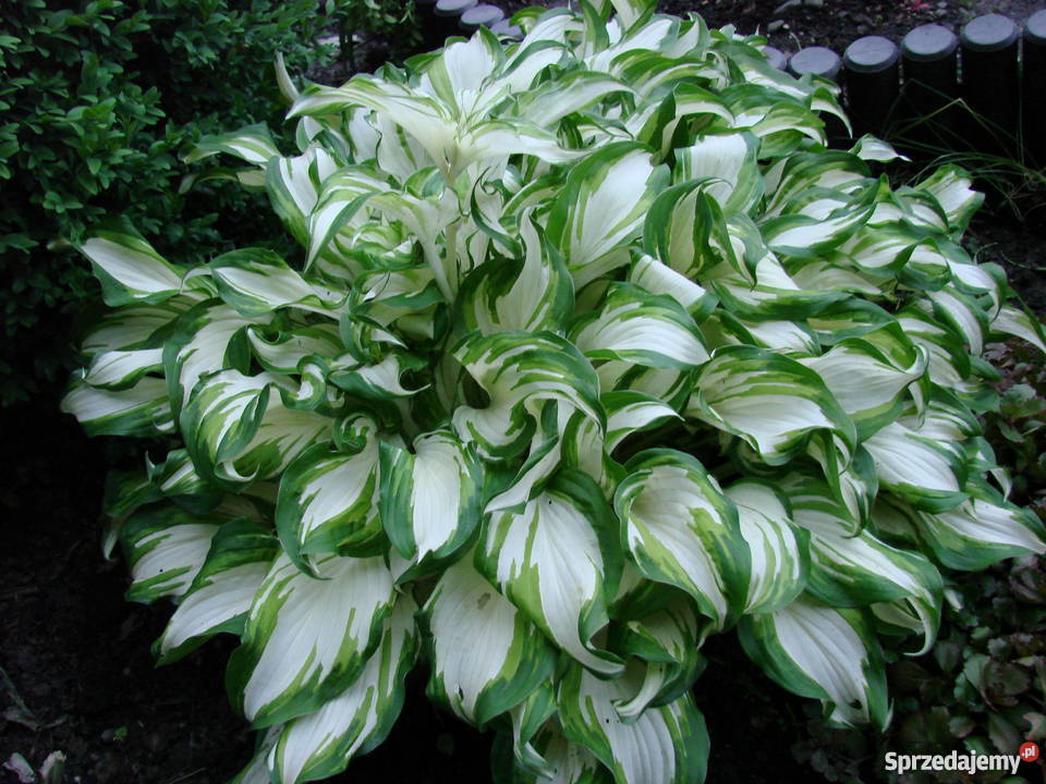 Byliny kwiaty do ogrodu różne Skoczów sprzedam