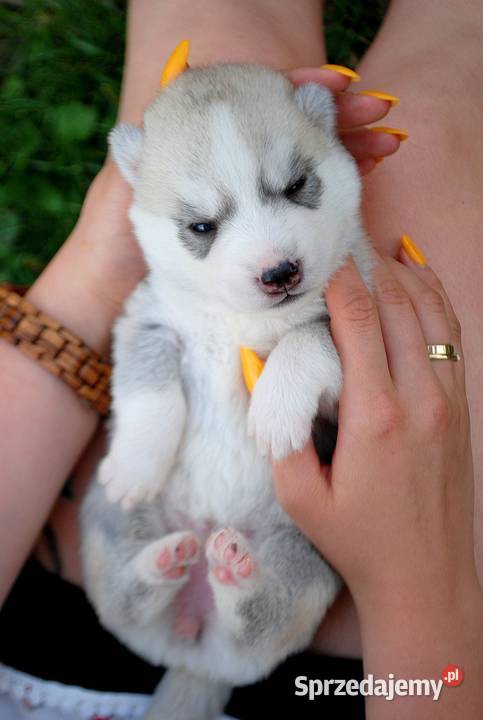 Szczeniaki srebrnobiałe Siberian Husky lato 2023