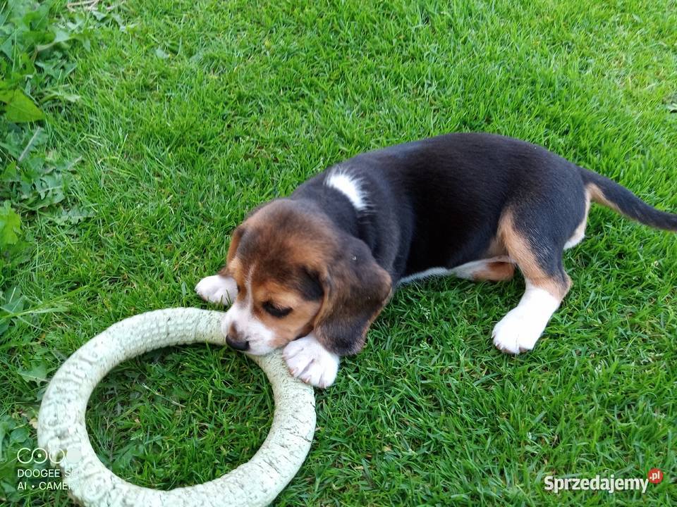 BEAGLE wesołe bb szczeniaki Siennica