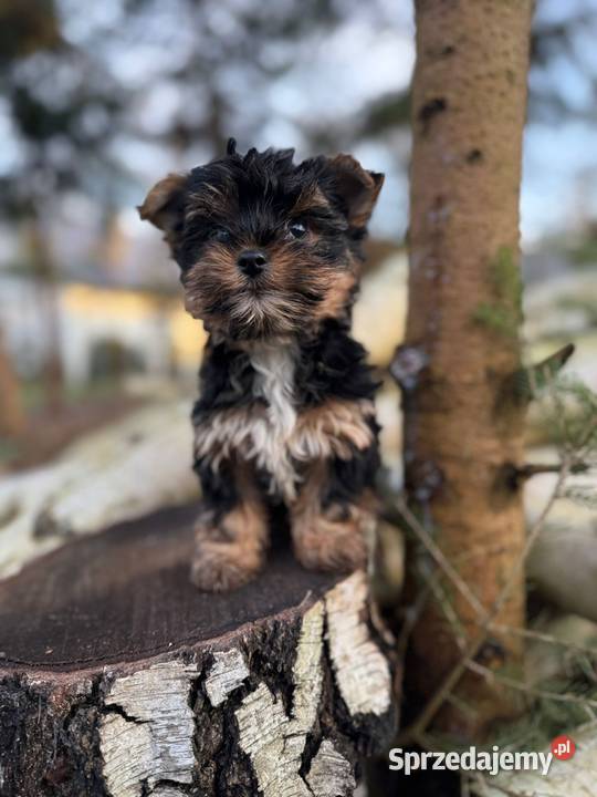 Piękny miniaturowy piesek York XXS z rodowodem Katowice sprzedam