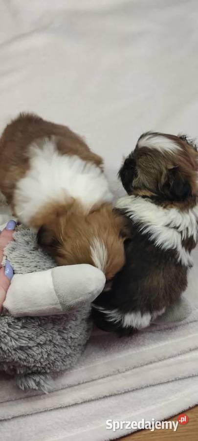 Shihtzu mini dolnośląskie Kobierzyce
