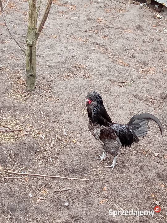 Kogut czubatka niebieska Osiek Wielki