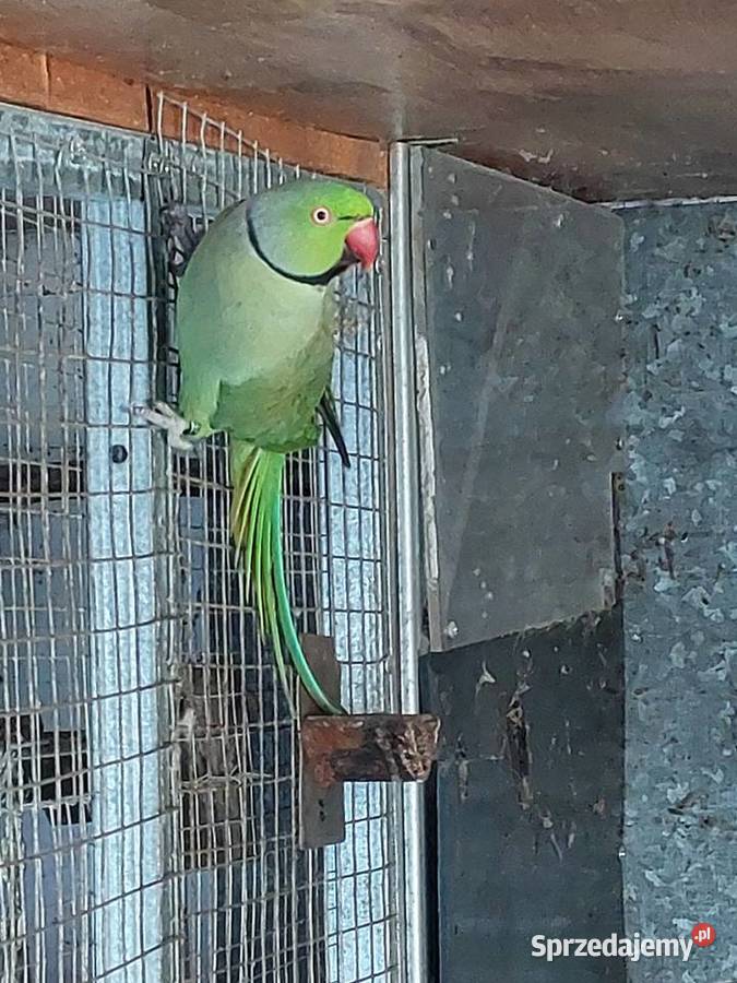 Aleksandretta Obrożna samiec Nowa Sól