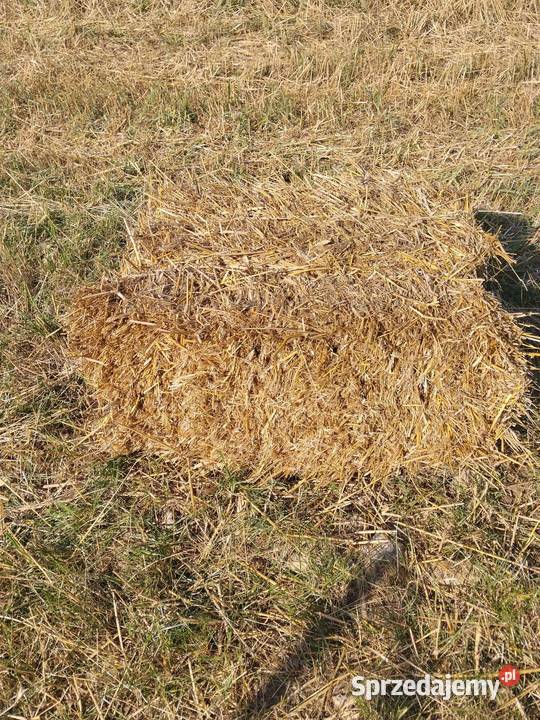 Słoma pszenżytnia sprzedam