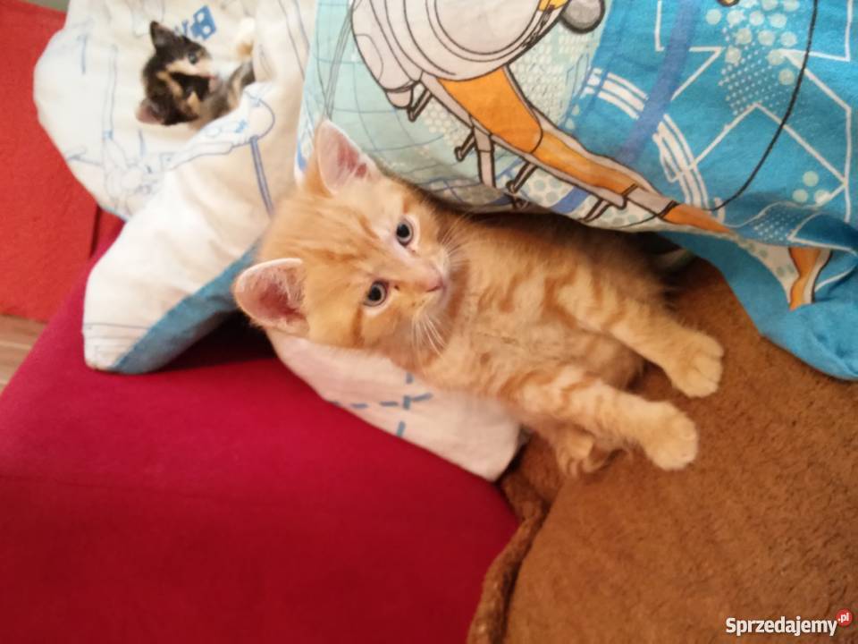 Oddam 8 tygodniowe kocurki