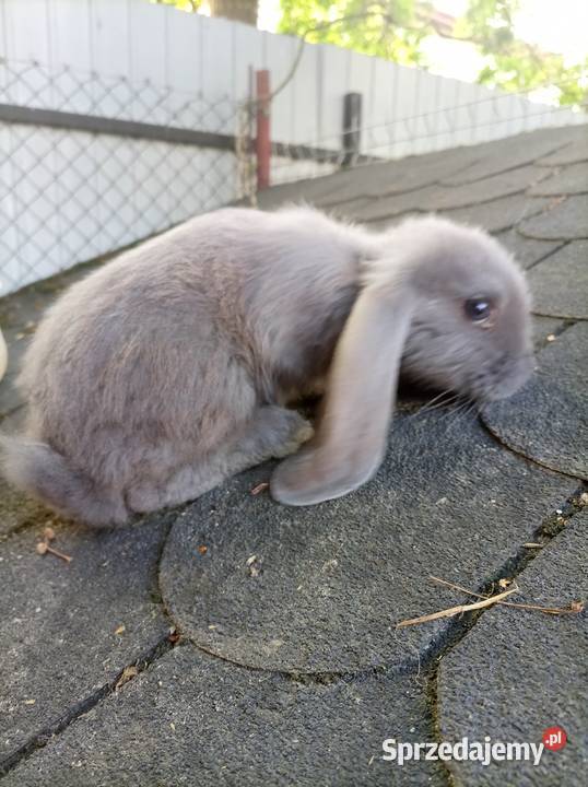 Króliki Baran Francuski Skrzynice Pierwsze