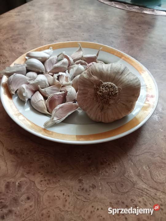 Czosnek polski Jarus Tomaszów Mazowiecki sprzedam