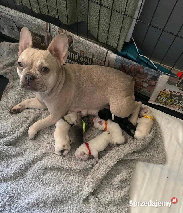 Buldog francuski gotowy na narodziny Szczecinek