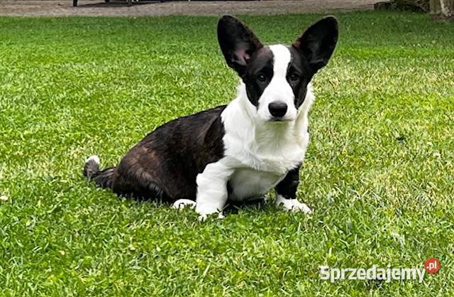 Suczka Welsh Corgi Cardigan rodowód FCI Pabianice