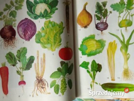 Polska moja ojczyzna Encyklopedia dzieci 1979 Łódź