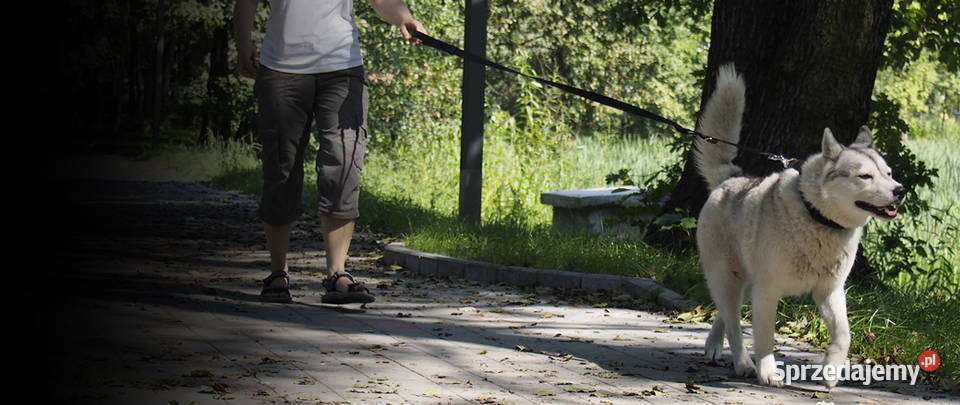 Klasyczna Smycz Psa Gentle Walk PP Hifica Tychy