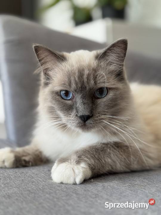 ragdoll kocur rodowod FPL felinoterapia Gorzów Wielkopolski sprzedam