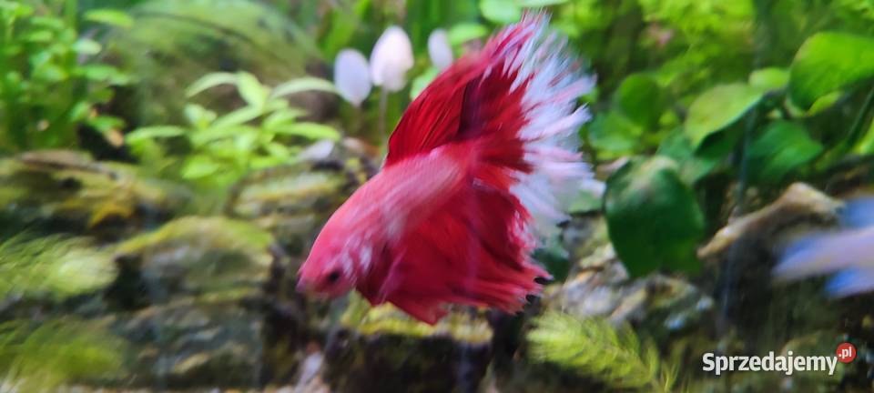 Sprzedam samca bojownika lubelskie Zamość